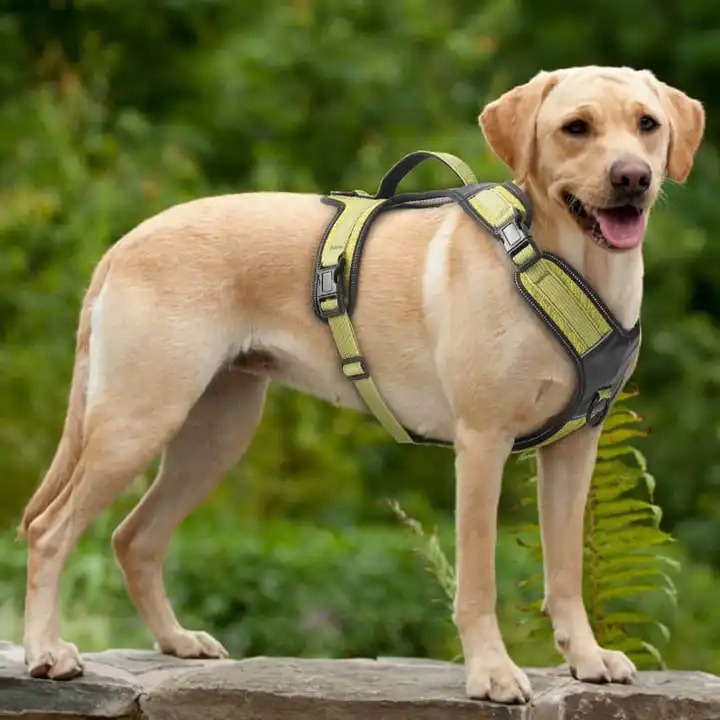 Dog Running Harness WAF