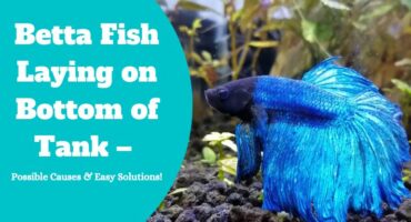 fish at bottom of tank