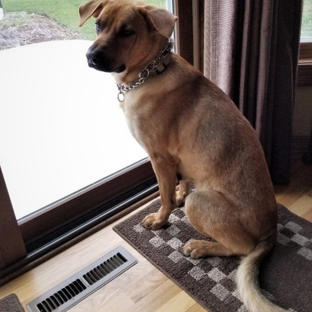 Prong Collar for Dogs