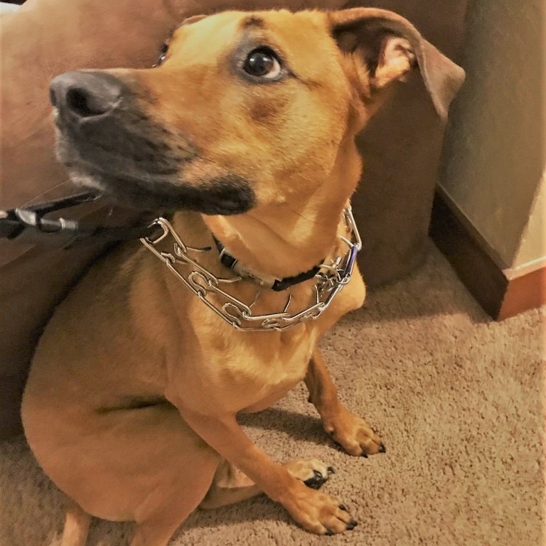 Prong dog collar