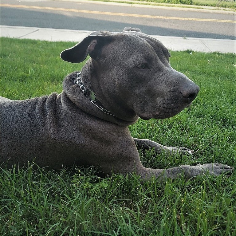 Dog Collar