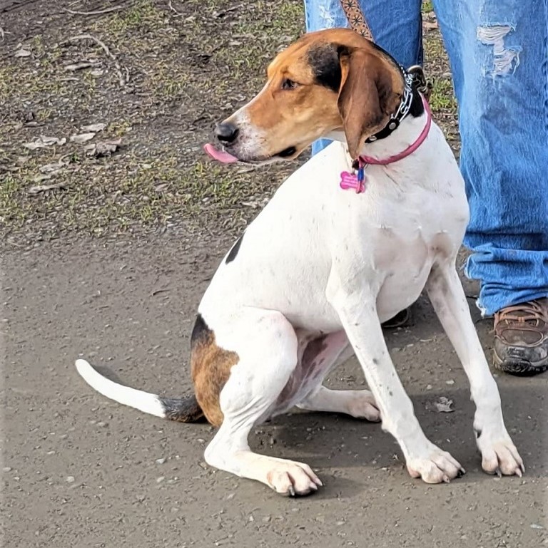 Dog Training Collar