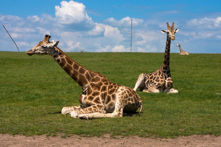 giraffes