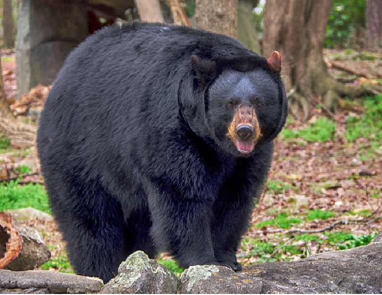 black bear fun facts
