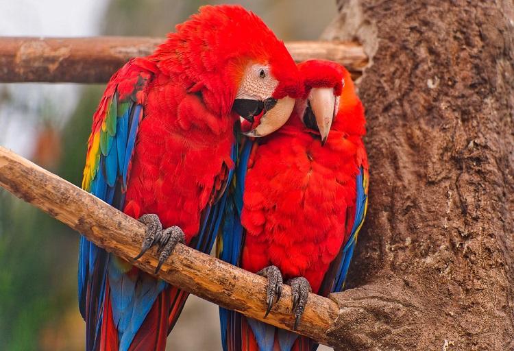 macaw bird