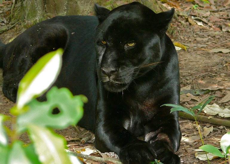 black puma cat