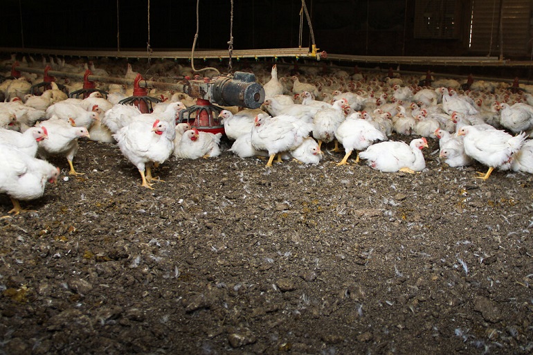 animals agriculture