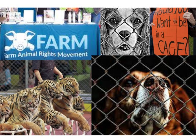 Everything You Need To Know About Animal Rights Activists