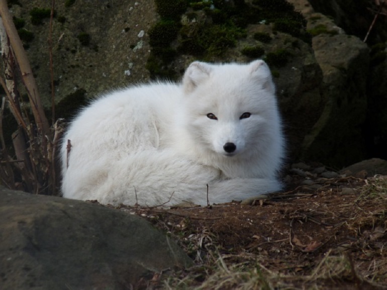 artic fox