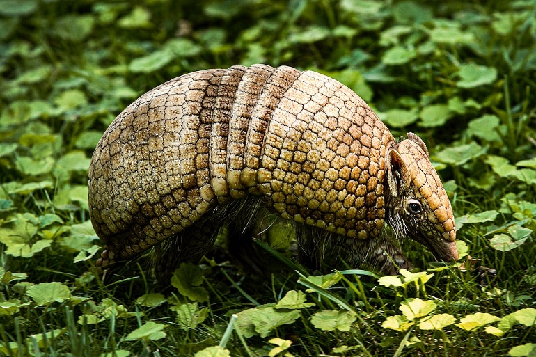 Armadillos Waf