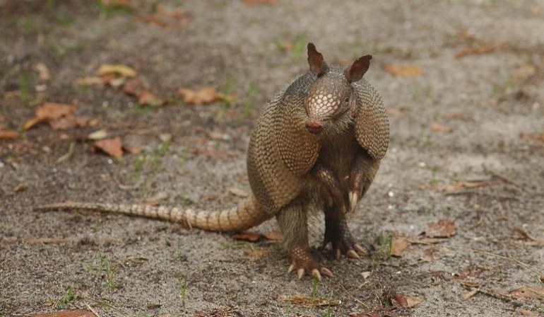 giant armadillo ice age