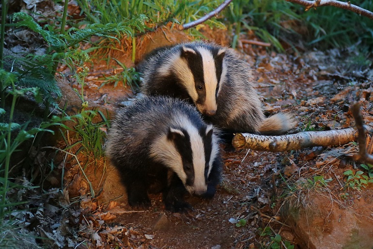 Badgers - WAF