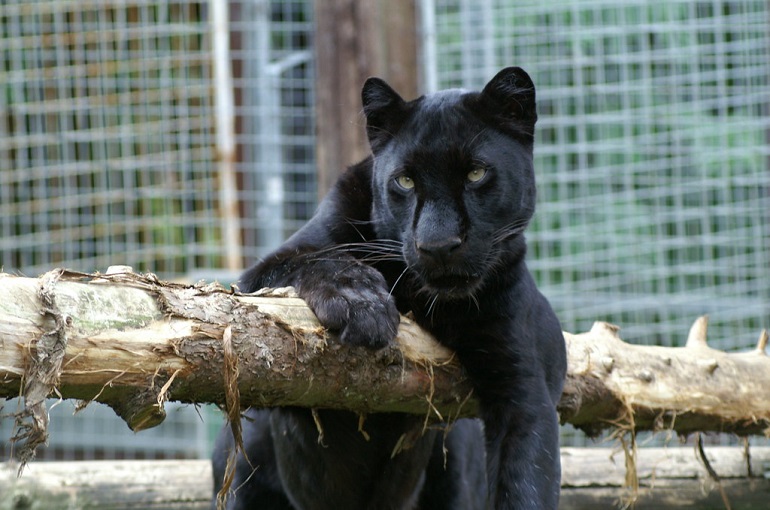 black panther animal hunting