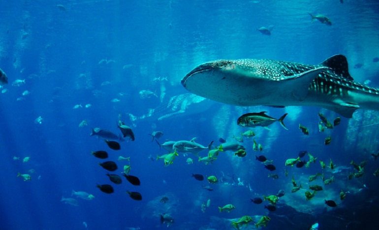 Whale Sharks - Spearfishing precautions