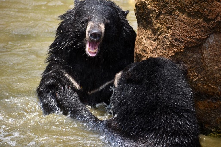 fun facts about black bears