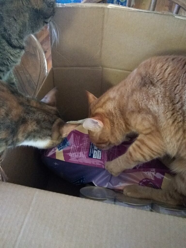 cat food shedding