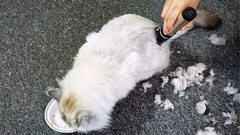 shaving your cat