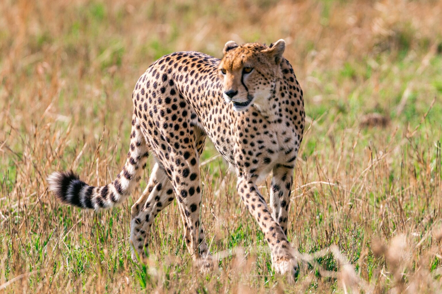 cheetah print forces