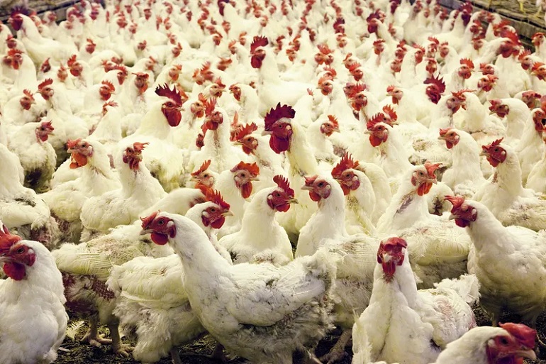animals agriculture