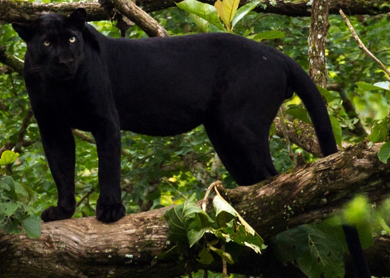 Why Are Black Leopards So Rare?, Science