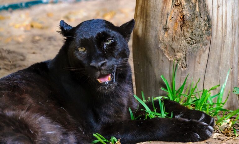 Black Panthers Facts Habitat And Diet WAF
