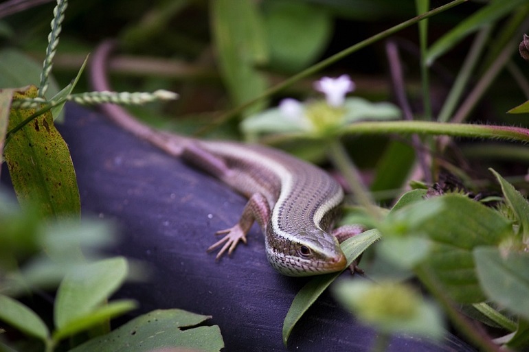 are skinks poisonous to cats and dogs