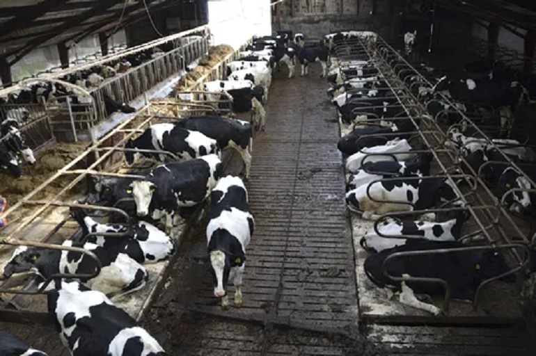 animals agriculture