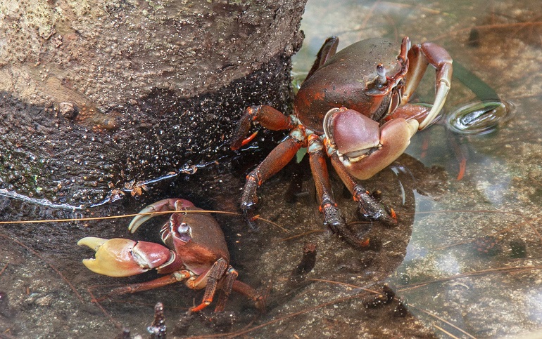 real crabs
