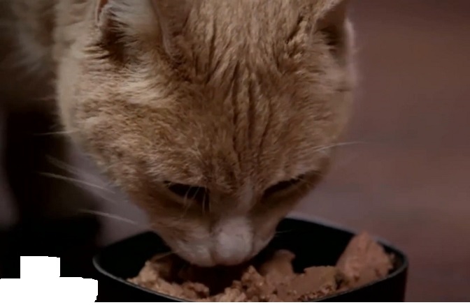 cat food shedding