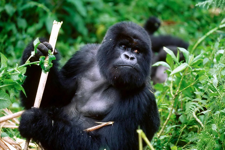 gorilla habitat