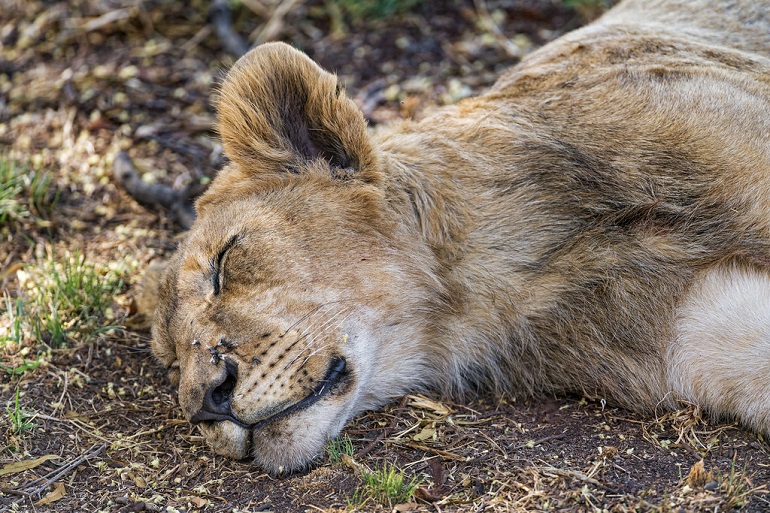 the-effect-of-zoos-on-animal-health-and-well-being-environment-co