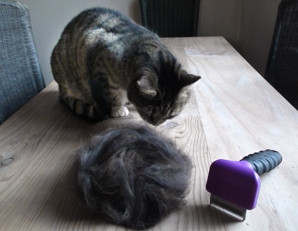 do cats shed hair