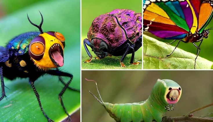 Learn 10 Fun Facts About Insects