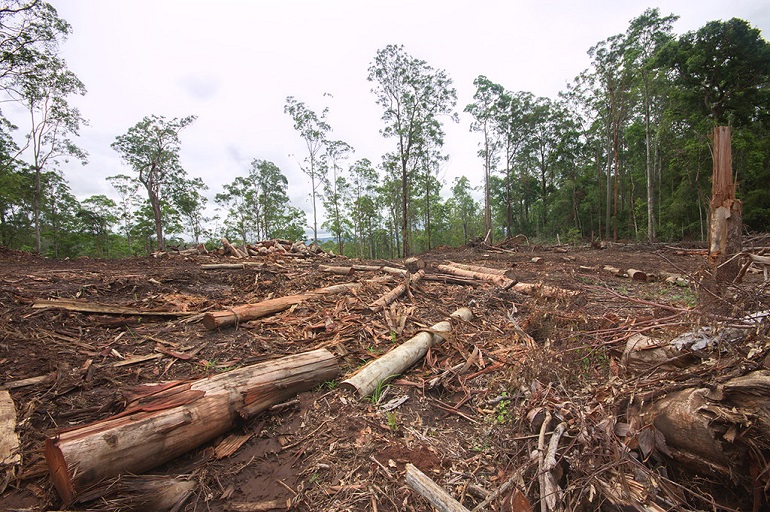 is logging good for the environment