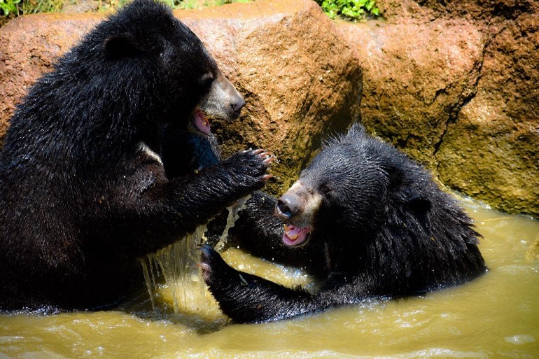 black bear facts