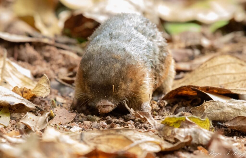 southern marsupial mole