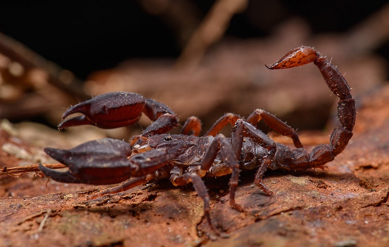 red scorpion animal