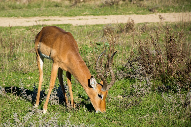 impalas
