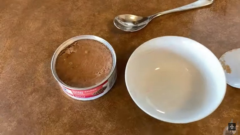 best cat food for shedding
