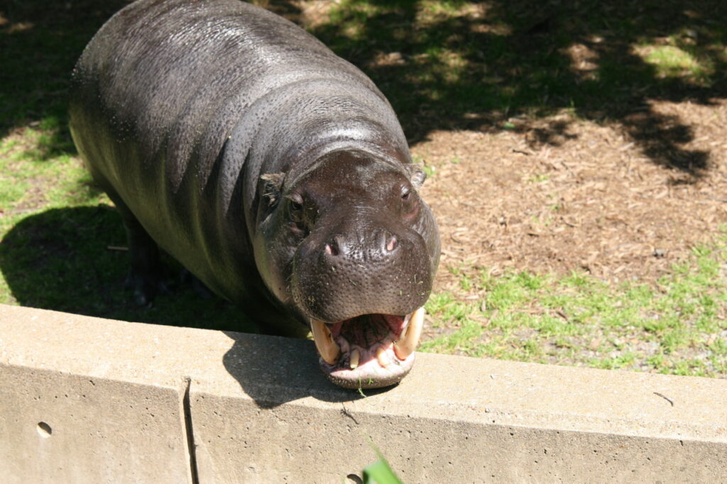 pygmy hippopotamus size