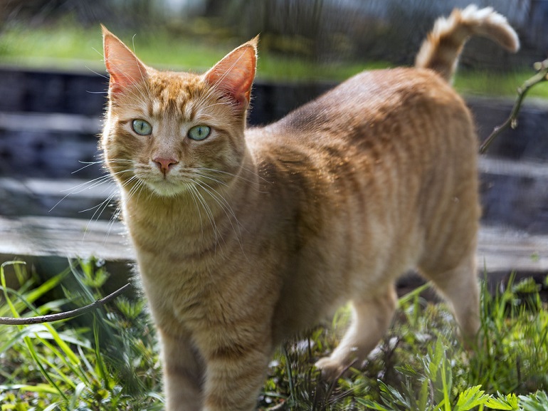 shed stop for cats