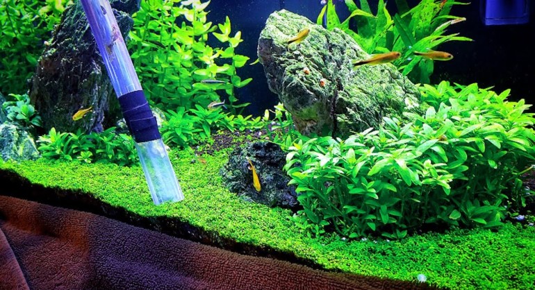 Best way to outlet clean aquarium decorations