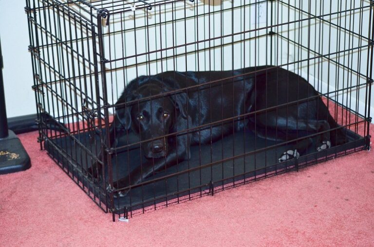 How To Collapse A Dog Crate? A Complete Guide WAF