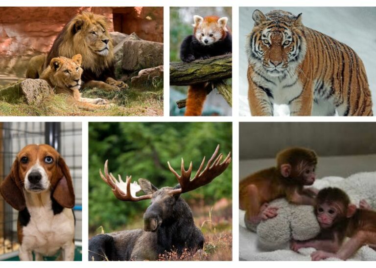 How To Help Endangered Species? Let’s Do Something Together