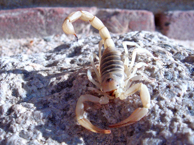 Hunting and Diet Scorpions
