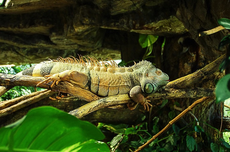 are iguanas like dogs