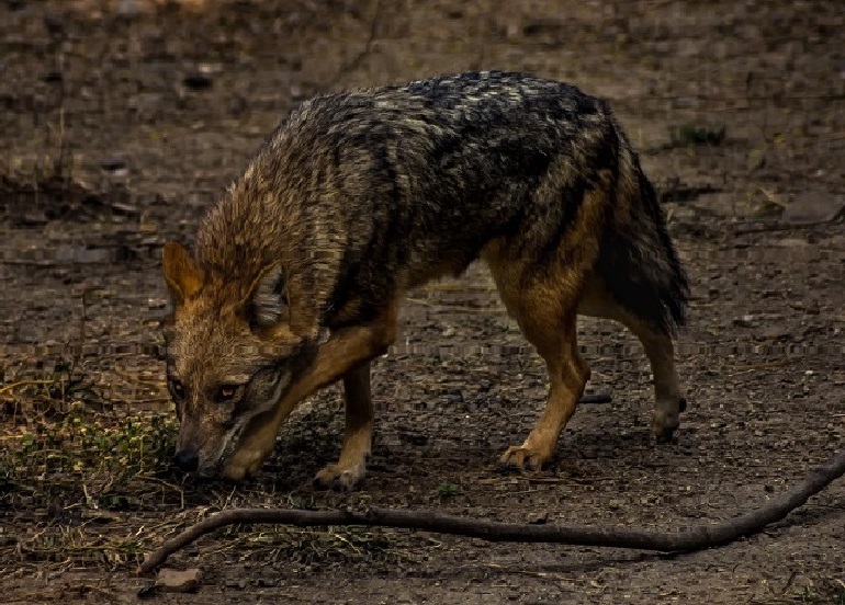 a jackal breed with a dog