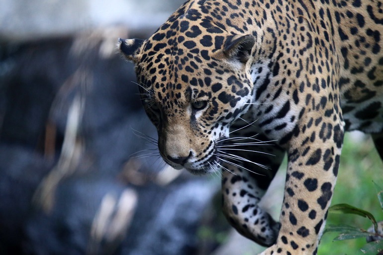 Jaguar Animal - WAF