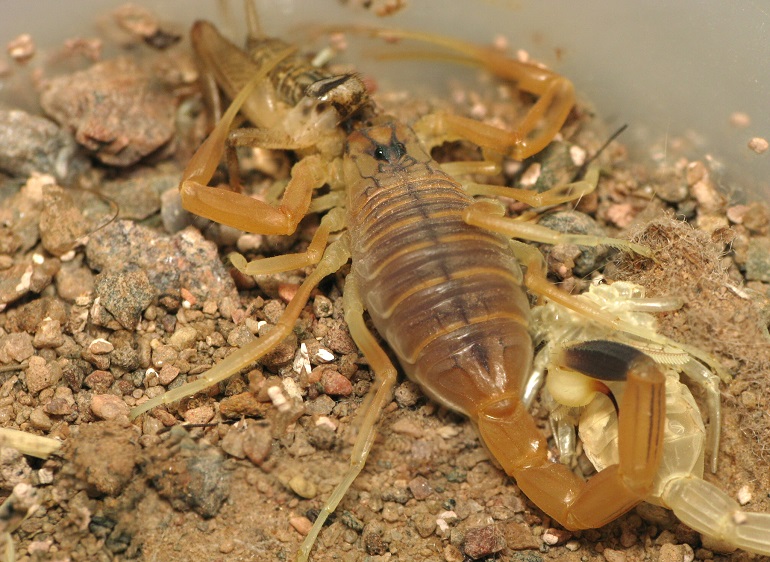 Scorpion's Reproduction