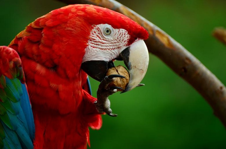 macaw food diet